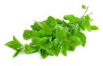 10124454-feuille-de-basilic-frais-isole-sur-fond-blanc-feuilles-vertes-motif-gratuit-photo[1]