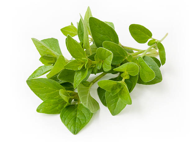 Fresh oregano sprig + clipping path